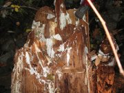 10.21.06 Wauna Viewpoint 082 